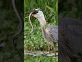 The Bird That Eats Snakes Like Spaghetti: Great Blue Heron #animals #birds #shorts