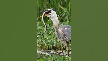 The Bird That Eats Snakes Like Spaghetti: Great Blue Heron #animals #birds #shorts