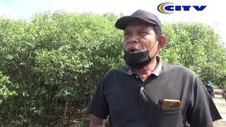 FUNGSI & MANFAAT BUDIDAYA MANGROVE