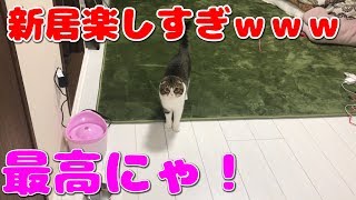 新居で1人遊びする猫【スコティッシュフォールド】【Scottish Fold】