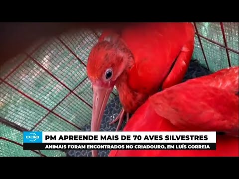 PM apreende mais de 70 aves silvestres em Luís Correia 16 12 2024