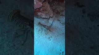 Lobster making its way through Palancar Gardens. #travel #nature #fishing #fish #ocean #scubadiving
