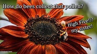 How do honey bees collect pollen and Sunflower Pollen Medicinal Effects Nosema ceranae