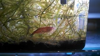 買ったその日に産まれた稚エビ レッドチェリーシュリンプ Youtube