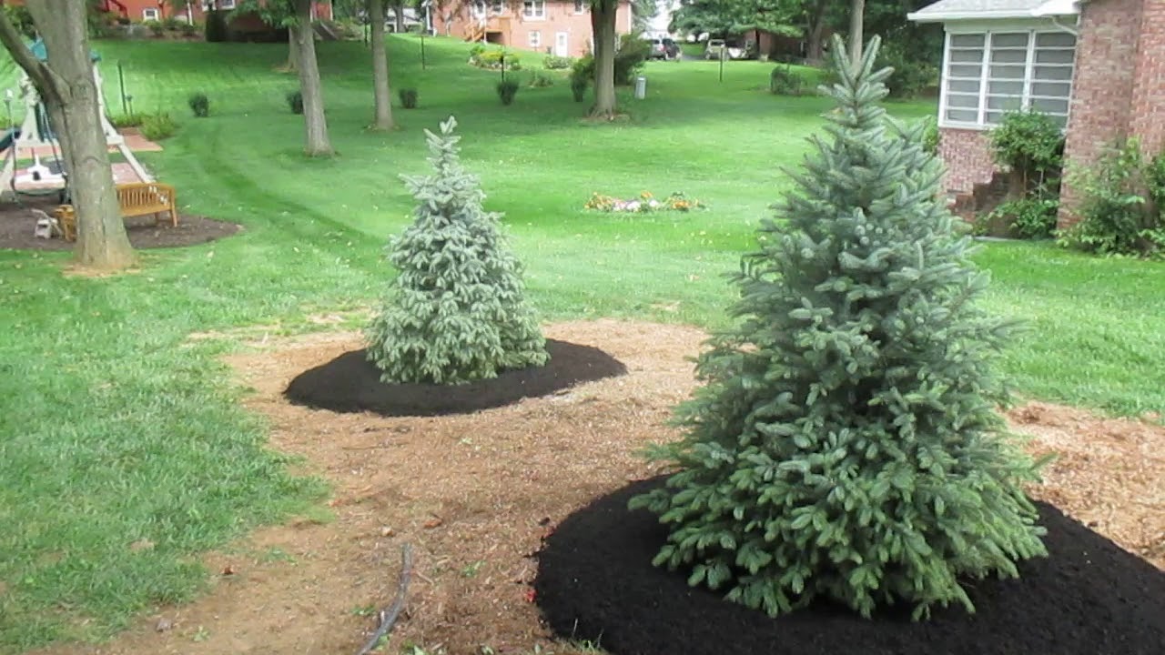 Landscape Christmas Tree Planting Nursery Hagerstown MD Boonsboro MD