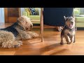 Airedale puppy play time