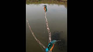 6 oktober 2026 2 ijsvogels - 2 kingfisher