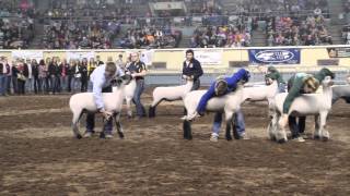 2015 Oklahoma Youth Expo Grand Champion Market Lamb
