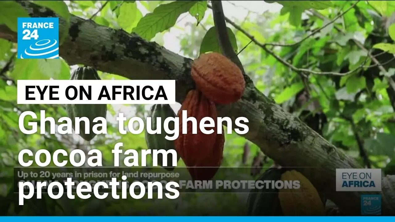 Up to 20 years in jail for cocoa land repurpose in Ghana • FRANCE 24 English