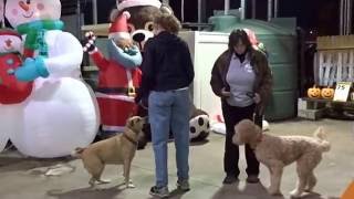 K9 Training School Teak Walking Politely Past Ruby at Lowes