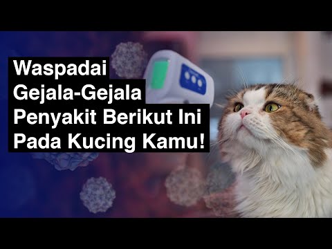 Video: Stomatitis Pada Kucing (gangren Dan Lainnya): Gejala Dan Pengobatan Di Rumah, Obat Yang Efektif, Pencegahan