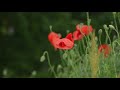 Poppies and yellow iris (flowers videography with 105mm)