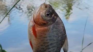 Nay trở lại điểm câu cũ câu cá mè vinh cá ăn liên tục lại lên hàng cá tra khủng sông thiên nhiên 