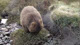 The dancing Wombat
