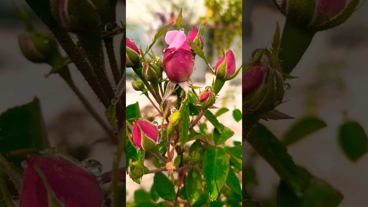 तेरी दुल्हन सजाऊंगी🥀 