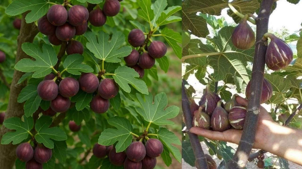 طريقة عبقرية لشجرة التين نفذها الآن قبل فوات الأوان مهم جدا في هذا الشهر Fig tree genius way