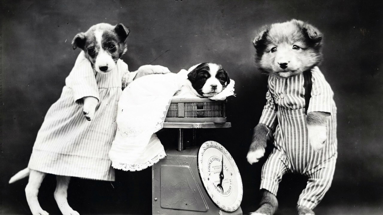 Ringtons presents... The Dogfather
