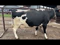 Maunesha River Dairy Cattle Retirement Auction - RK48