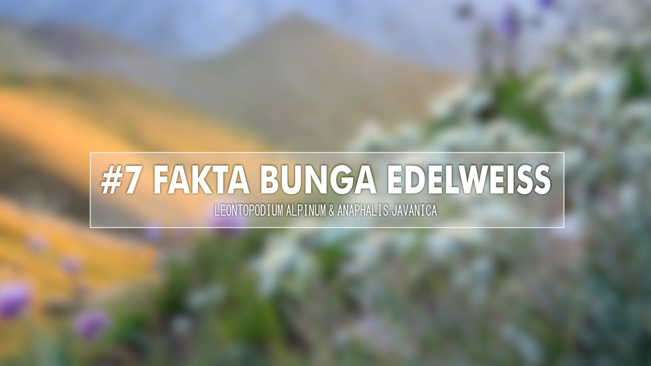 7 Fakta Bunga Edelweiss  YouTube