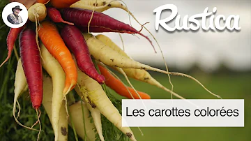 Quelles sont les différentes variétés de carottes ?