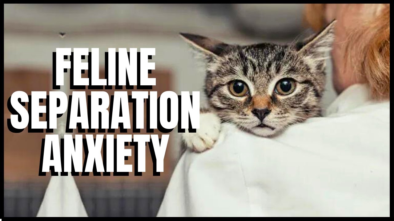 View of Feline Separation Anxiety - YouTube