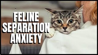 Feline Separation Anxiety