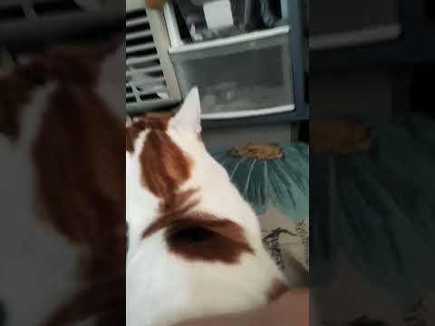 typical milo