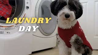 Dog Getting His Own Laundry Done by Cosmo the Mini Sheepadoodle 300 views 3 months ago 1 minute, 54 seconds