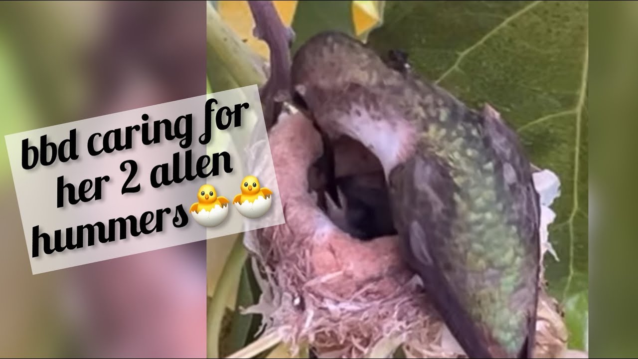 bbd's nest #44 - 15 days old, babes still sleeping a lot but starting to groom themselves :D