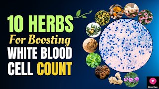 10 Herbs for Boosting White Blood Cell Count and Strengthening Immunity | Blissed Zone Resimi