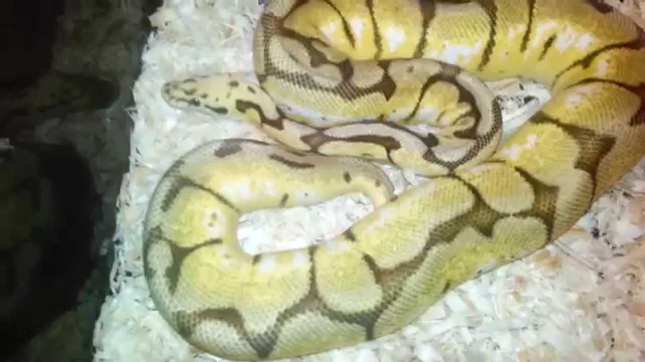 pythons for sale Ball Pythons