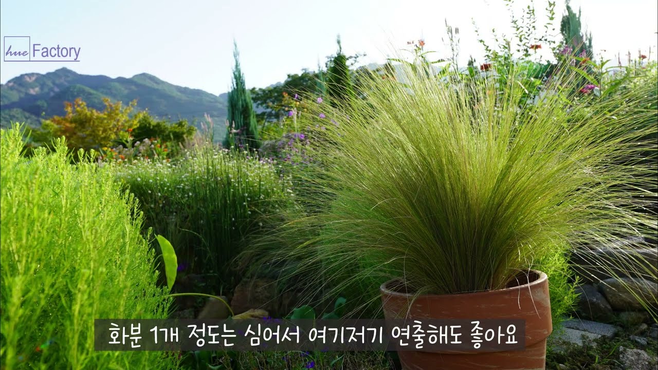 그라스, 하나만 심어도 확 달라지는 정원/정원 크기별 그라스 추천! (대형·소형·화분용)/땅심 살리는 퇴비·유박 비료 활용법