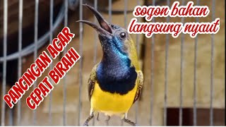 suara burung sogok ontong gacor...