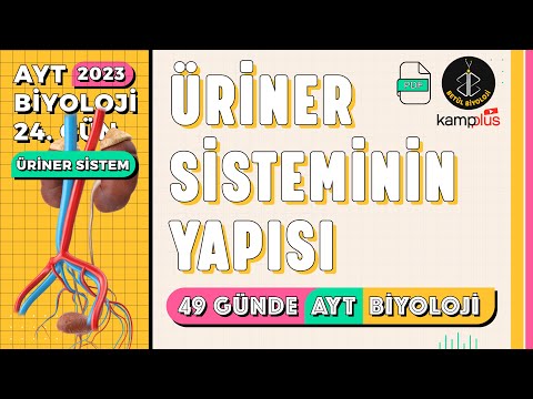 24) Üriner Sistemin Yapısı | Boşaltım Sistemi 11. Sınıf | 2023 AYT Biyoloji Kampı 24. Gün