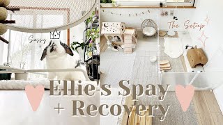 Vlog  Getting my bunny Ellie spayed + Recovery | Setup