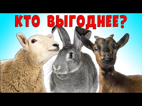 Овцы, козы или кролики, кто выгоднее?