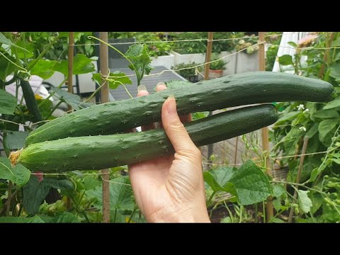 Video 44???????? Hái Dưa Leo dài khủng. Hái Cà Chua tặng hàng... - youtube