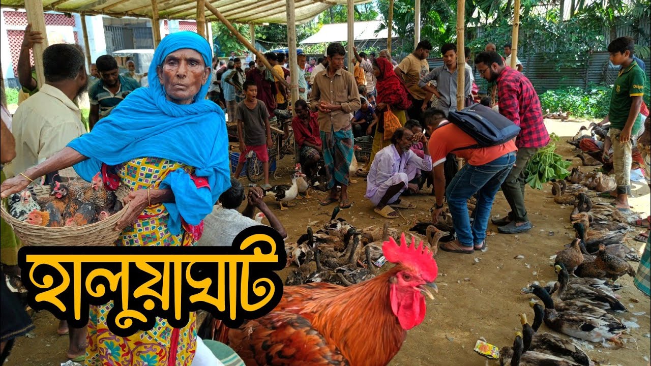 হঠাৎ করে দেশীয় হাঁস মুরগির দাম কম হালুয়াঘাট বাজার। 