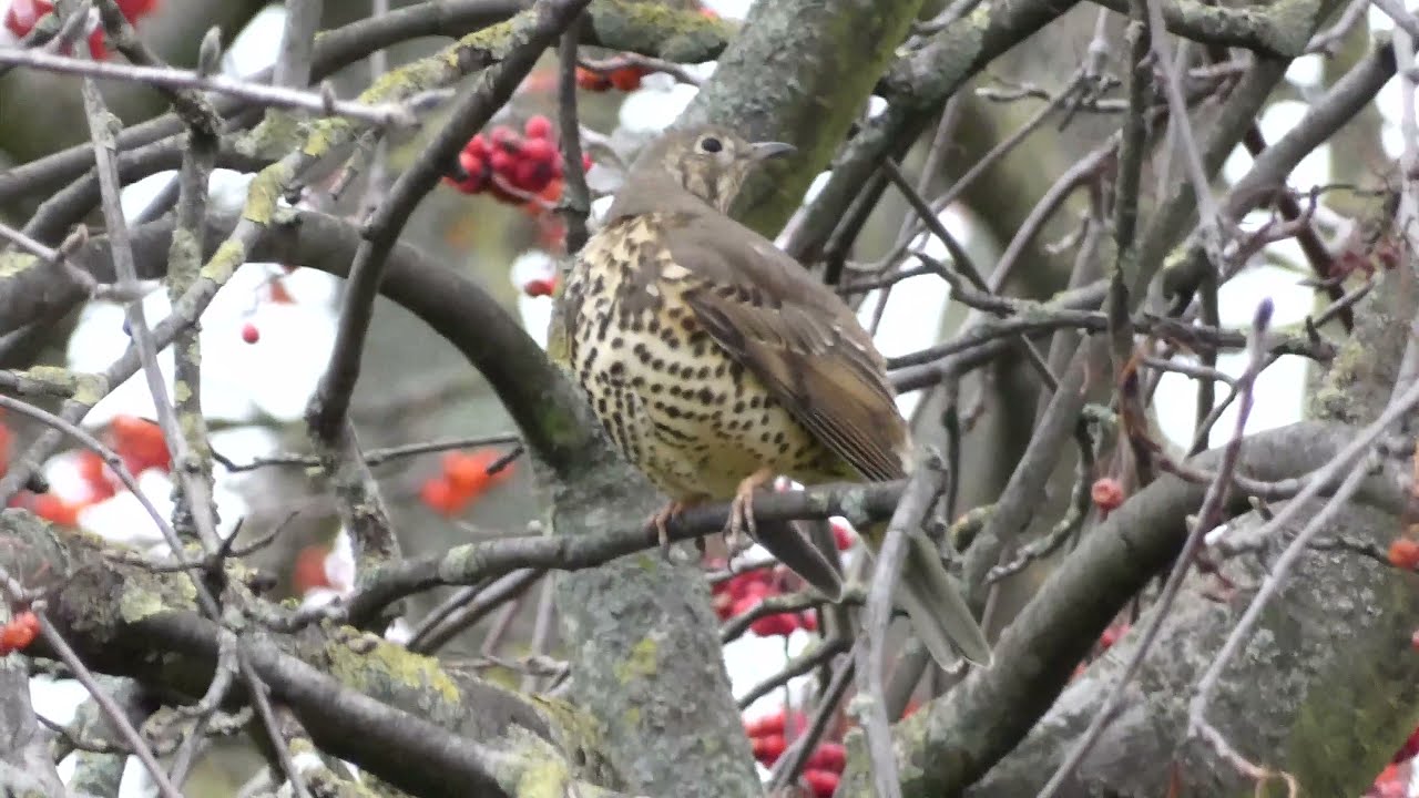 Mistle Thrush and Redwing in rowan