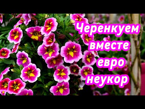 Поступление неукора 🌱черенкуем вместе. 2.03.2024г.