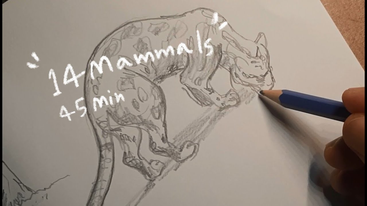 ASMR Drawing 14 Mammals in 45 Minutes | Pencil Sounds for Focus & Sleep (No Talk)