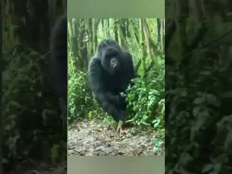 gorilla vs man || gorilla attack video #short #gorilla #wildlife #shorts