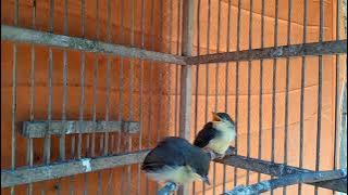 suara anakan burung prenjak bambu/prenjak alas