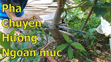 ✅Chuyển dáng cây cảnh bonsai bằng phương pháp cắt giật✔️BShp