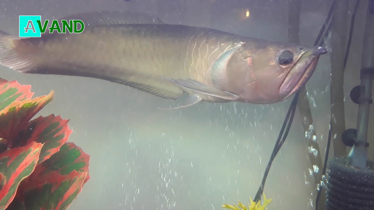 Отзыв от Сергея о работе с «Avand»