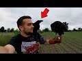😮ЧЕЛОВЕК ПОДРУЖИЛСЯ С ДИКИМИ ВОРОНАМИ | Man made friends with wild Ravens