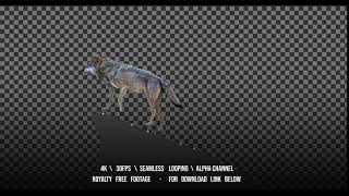 Gray wolf howling. An isolated wolf rises to a rock and howls. Version static camera.
