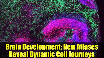 Brain Development: New Atlases Reveal Dynamic Cell Journeys