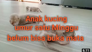 Anak kucing umur satu Minggu by RM Channel 82 views 1 year ago 6 minutes, 11 seconds