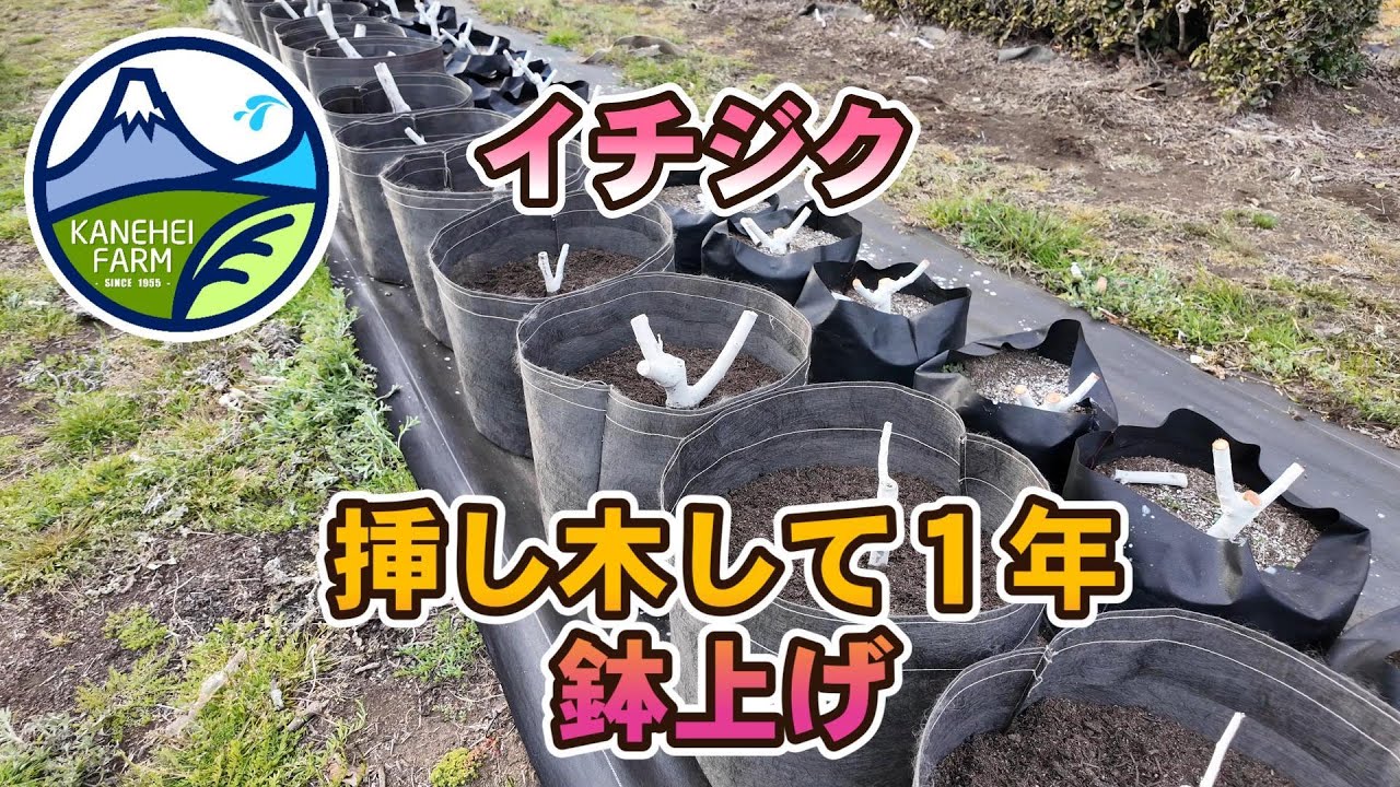 イチジク】挿し木鉢上げ◇根域制限栽培◇ -2024年3月20日- - YouTube